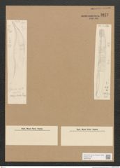 Diatomeae indet. Zeichnungen Sammlung Grunow Nr. 3277 (NHMW-BOT-W0370756)